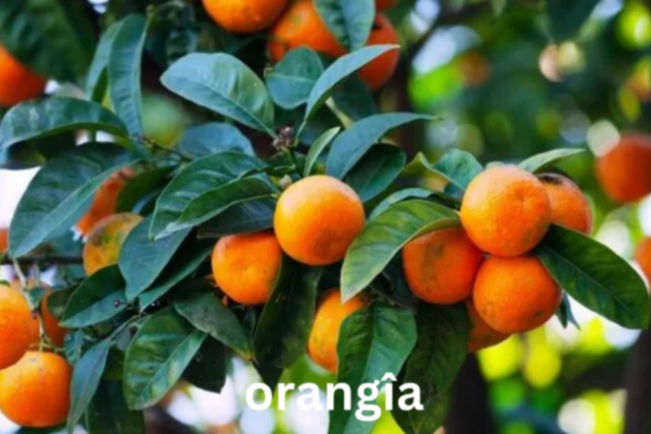 Unveiling Orangîa: Exploring the Legend Behind the Magical Fruit